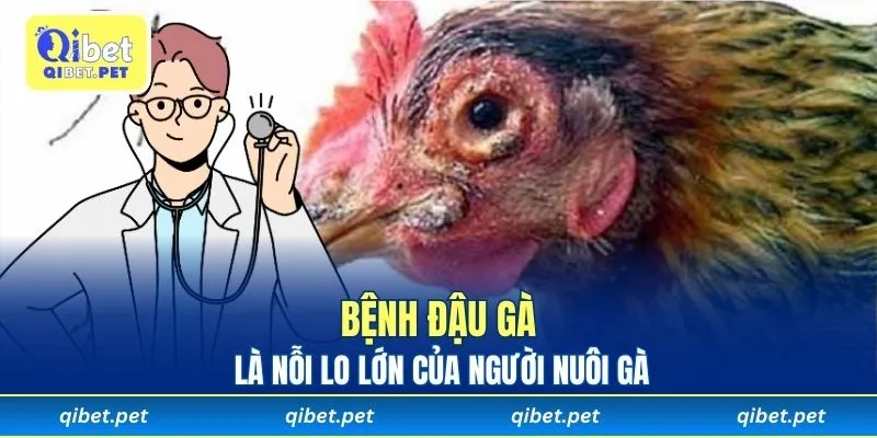 Bệnh đậu gà là nỗi lo lớn của người nuôi gà