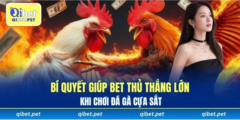 Bí quyết giúp bet thủ thắng lớn khi chơi đá gà cựa sắt