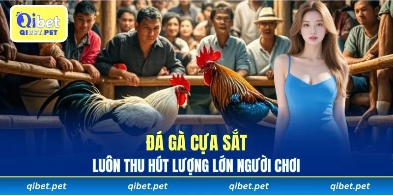 Đá gà cựa sắt ngày càng trở thành lựa chọn giải trí của nhiều người chơi