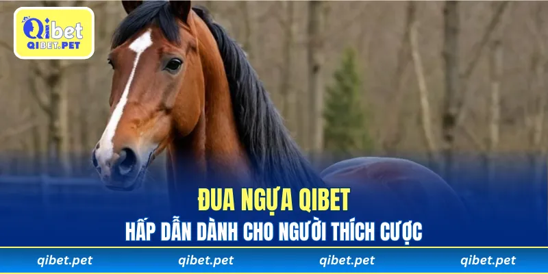Đua Ngựa Qibet