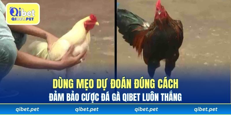 Dùng mẹo dự đoán đúng cách đảm bảo cược đá gà Qibet luôn thắng