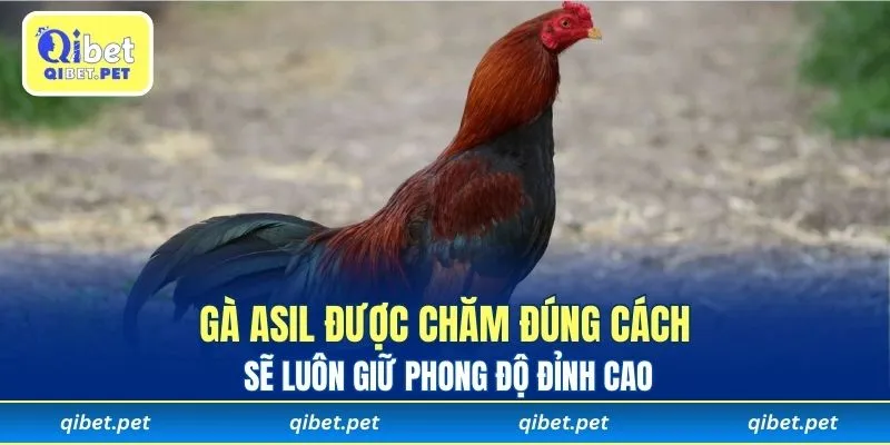 Gà Asil được chăm đúng cách sẽ luôn giữ phong độ đỉnh cao