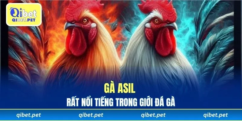 Gà Asil rất nổi tiếng trong giới đá gà