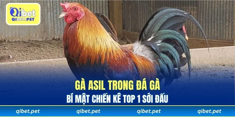 gà Asil