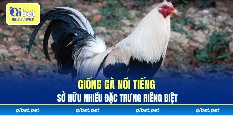 Giống gà nổi tiếng sở hữu nhiều đặc trưng riêng biệt