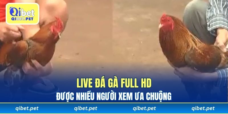 Live đá gà full HD được nhiều người xem ưa chuộng