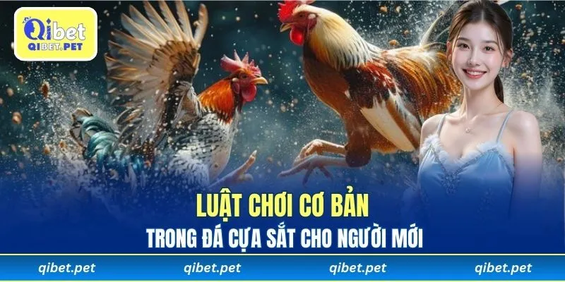 Luật chơi cơ bản trong đá cựa sắt cho người mới