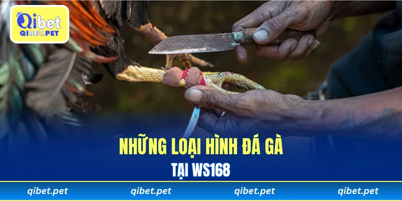 Những loại hình đá gà được phát sóng tại WS168