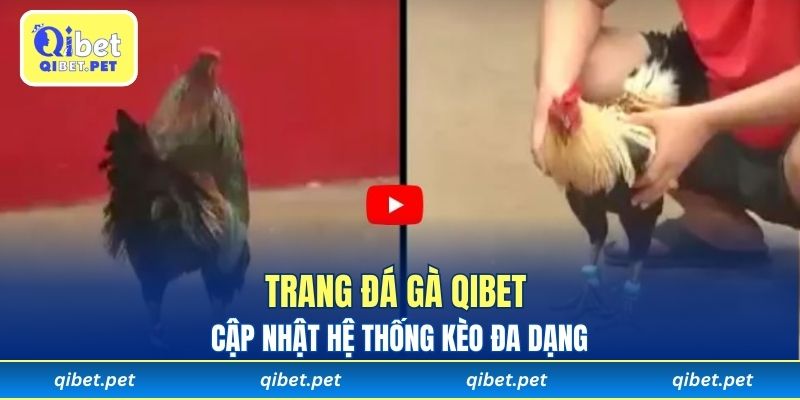 Trang đá gà Qibet cập nhật hệ thống kèo đa dạng